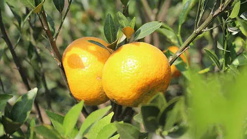 茶枝柑和橘子的区别你知道吗