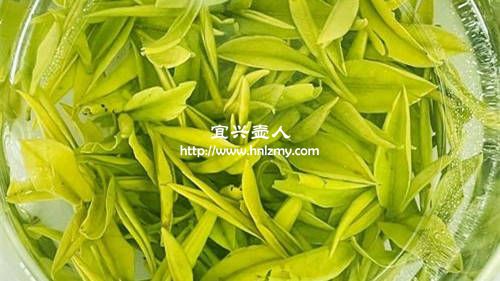 霍山黄芽能用紫砂壶泡吗3