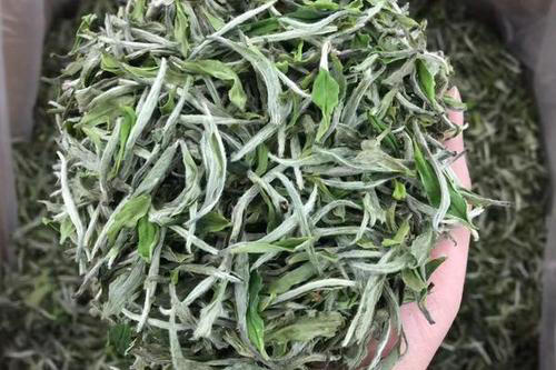 白牡丹茶能用紫砂壶泡吗1